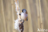 Bearded Reedling (Panurus biarmicus)