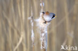 Bearded Reedling (Panurus biarmicus)