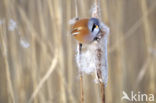 Bearded Reedling (Panurus biarmicus)