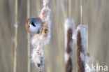 Bearded Reedling (Panurus biarmicus)