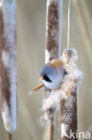 Bearded Reedling (Panurus biarmicus)