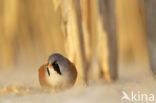 Bearded Reedling (Panurus biarmicus)