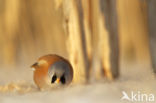 Bearded Reedling (Panurus biarmicus)