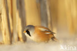 Bearded Reedling (Panurus biarmicus)