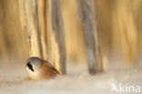 Bearded Reedling (Panurus biarmicus)