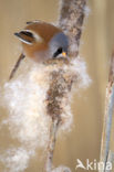 Bearded Reedling (Panurus biarmicus)