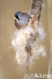 Bearded Reedling (Panurus biarmicus)