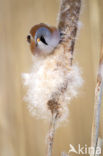 Bearded Reedling (Panurus biarmicus)