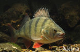 Baars (Perca fluviatilis)