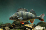 river perch (Perca fluviatilis)