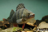 river perch (Perca fluviatilis)