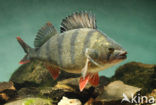 river perch (Perca fluviatilis)