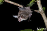 Bechstein’s Bat (Myotis bechsteinii) 