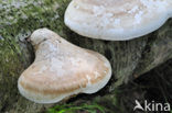 Berkenzwam (Piptoporus betulinus)