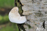 Berkenzwam (Piptoporus betulinus)