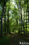 Beuk (Fagus sylvatica)