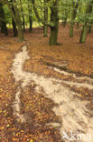 Beech (Fagus sylvatica)