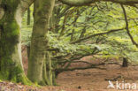 Beech (Fagus sylvatica)