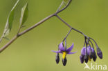 Bitterzoet (Solanum dulcamara)