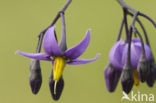 Bitterzoet (Solanum dulcamara)