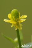 Blaartrekkende boterbloem (Ranunculus sceleratus)