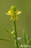 Blaartrekkende boterbloem (Ranunculus sceleratus)