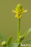 Blaartrekkende boterbloem (Ranunculus sceleratus)