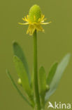 Celery-leaved Crowfoot (Ranunculus sceleratus)