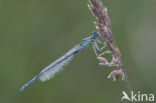 Blauwe breedscheenjuffer (Platycnemis pennipes)