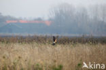 Northern Harrier