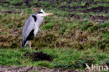 Blauwe Reiger (Ardea cinerea)