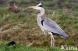 Grey Heron (Ardea cinerea)