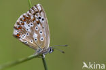 Bleek blauwtje (Polyommatus coridon)