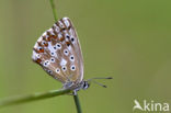 Bleek blauwtje (Polyommatus coridon)