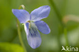 Bleeksporig bosviooltje (Viola riviniana)