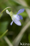 Bleeksporig bosviooltje (Viola riviniana)