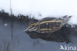 Jack Snipe (Lymnocryptes minimus)