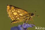 Chequered Skipper (Carterocephalus palaemon)