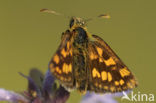 Chequered Skipper (Carterocephalus palaemon)