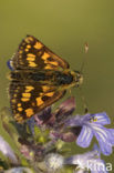 Chequered Skipper (Carterocephalus palaemon)