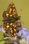 Chequered Skipper (Carterocephalus palaemon)
