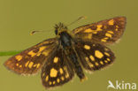 Chequered Skipper (Carterocephalus palaemon)