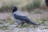 Bonte Kraai (Corvus cornix cornix)