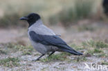 Bonte Kraai (Corvus cornix cornix)