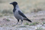 Bonte Kraai (Corvus cornix cornix)