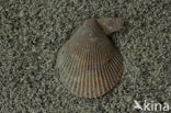 Variegated Scallop (Mimachlamys varia