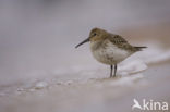 Bonte Strandloper (Calidris alpina)