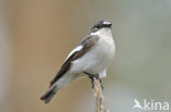 Bonte Vliegenvanger (Ficedula hypoleuca)