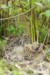 Wood Lark (Lullula arborea)