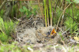Wood Lark (Lullula arborea)